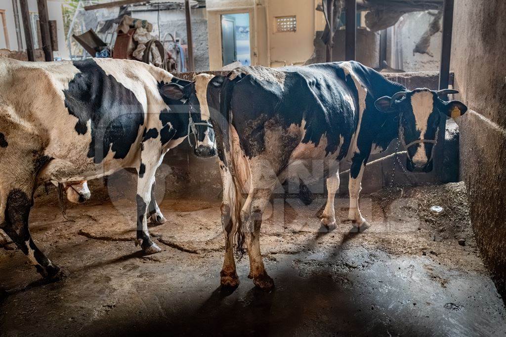 Indian dairy cows tied up on a small, dark, urban tabela, Pune, Maharashtra, India, 2024