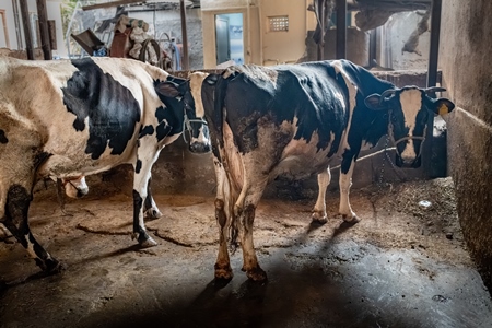 Indian dairy cows tied up on a small, dark, urban tabela, Pune, Maharashtra, India, 2024