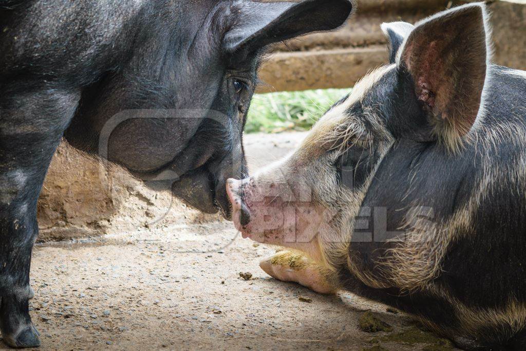 Pigs in pig pen on rural farm in Manipur