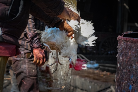 Slaughterhouse workers pull feathers out of dying chickens after cutting their throats at Ghazipur murga mandi, Ghazipur, Delhi, India, 2022