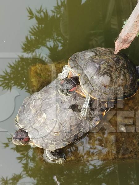 Red eared slider turtles reproducing in a pond in Kolkata, India, 2023