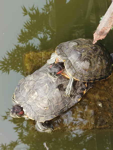 Red eared slider turtles reproducing in a pond in Kolkata, India, 2023
