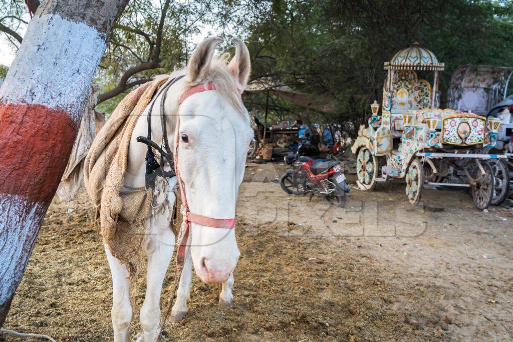 White horse used for marriage standing in a field in Bikaner