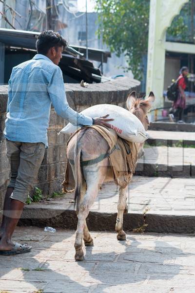 Working Indian donkey used for animal labour to carry heavy sacks of cement with man in an urban city in Maharashtra in India