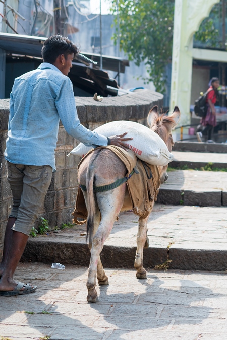 Working Indian donkey used for animal labour to carry heavy sacks of cement with man in an urban city in Maharashtra in India