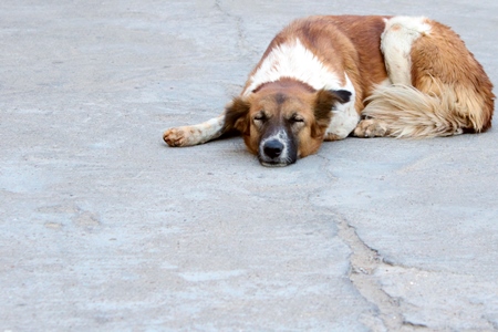 Street dog lying sleeping on grey background