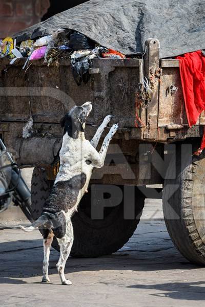 Indian street dog or Indian stray pariah dog eating from garbage truck , Jodhpur, Rajasthan, India, 2022