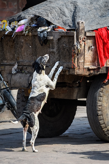 Indian street dog or Indian stray pariah dog eating from garbage truck , Jodhpur, Rajasthan, India, 2022