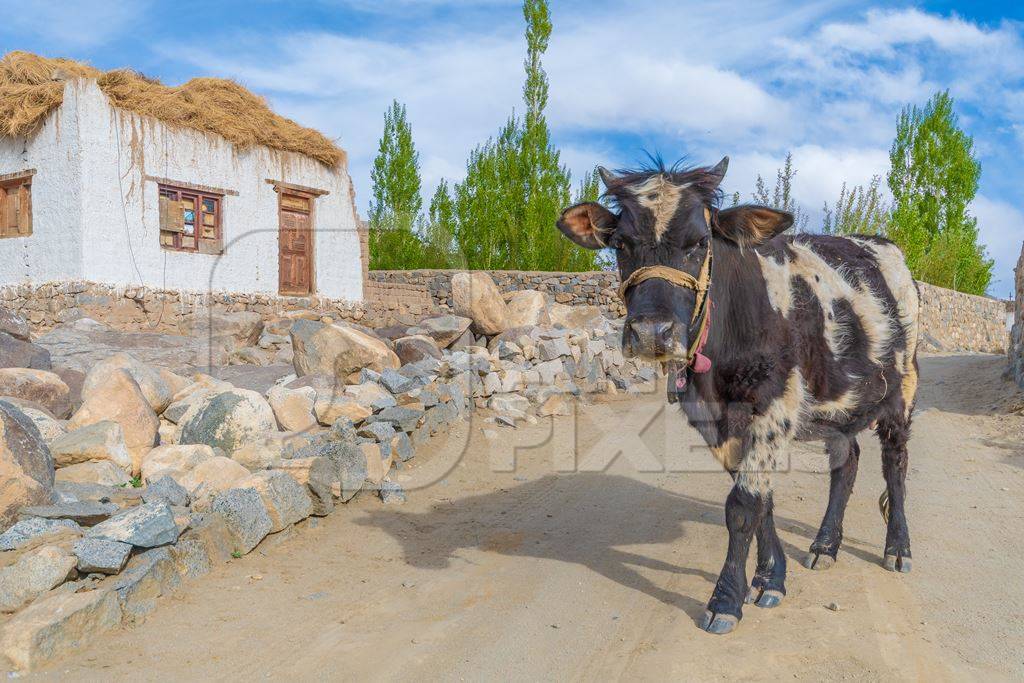 Indian dairy cow with nose rope walking along the street in rural Ladakh in the Himalayan mountains of India