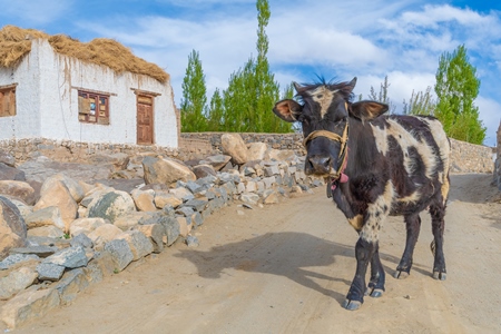 Indian dairy cow with nose rope walking along the street in rural Ladakh in the Himalayan mountains of India