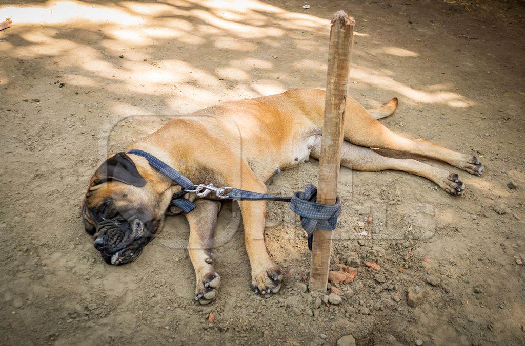 Pedigree boxer dog tied to a post on show in a tent at Sonepur mela in Bihar, India