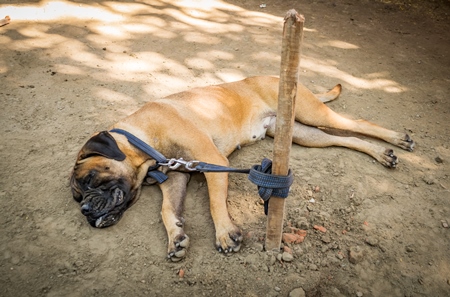 Pedigree boxer dog tied to a post on show in a tent at Sonepur mela in Bihar, India