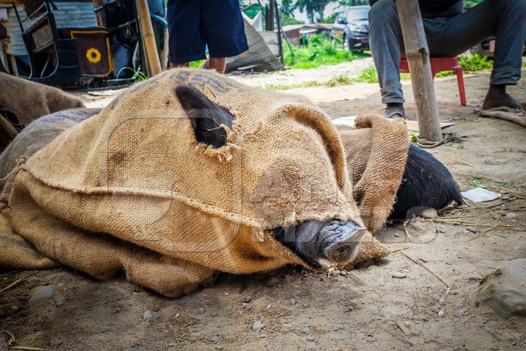 Pig tied up in sack on sale for meat at the weekly animal market