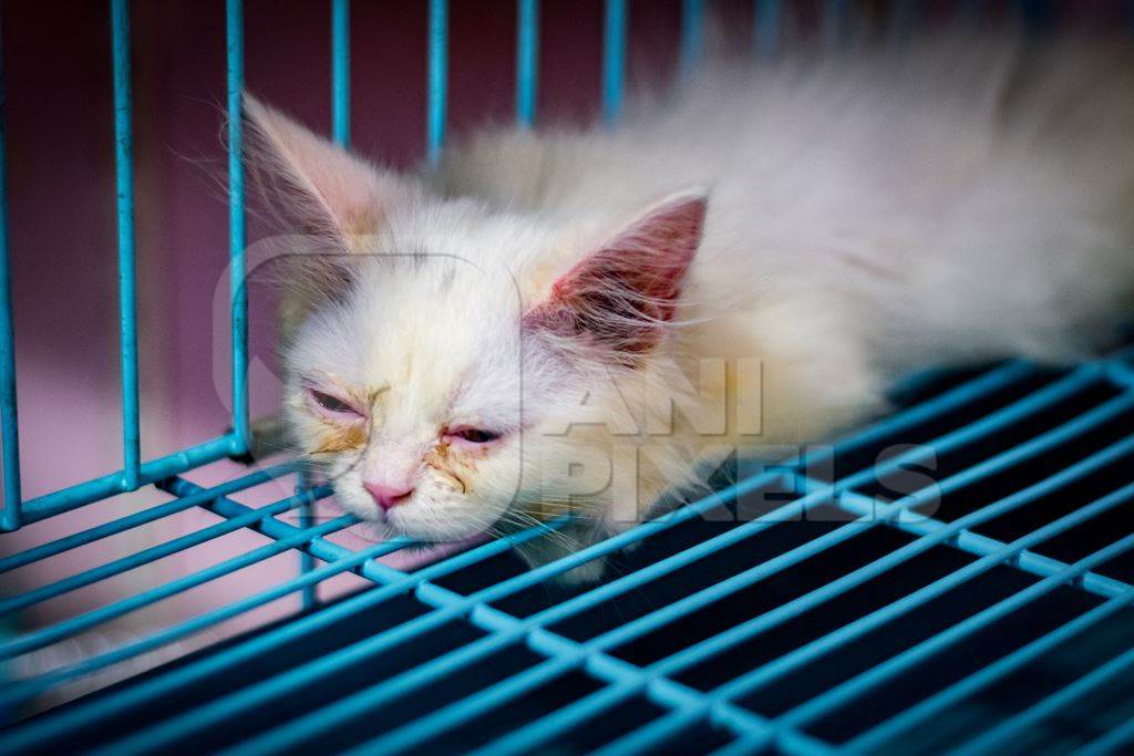 Pedigree breed white sick looking kitten in cage on sale at Crawford pet market