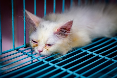 Pedigree breed white sick looking kitten in cage on sale at Crawford pet market