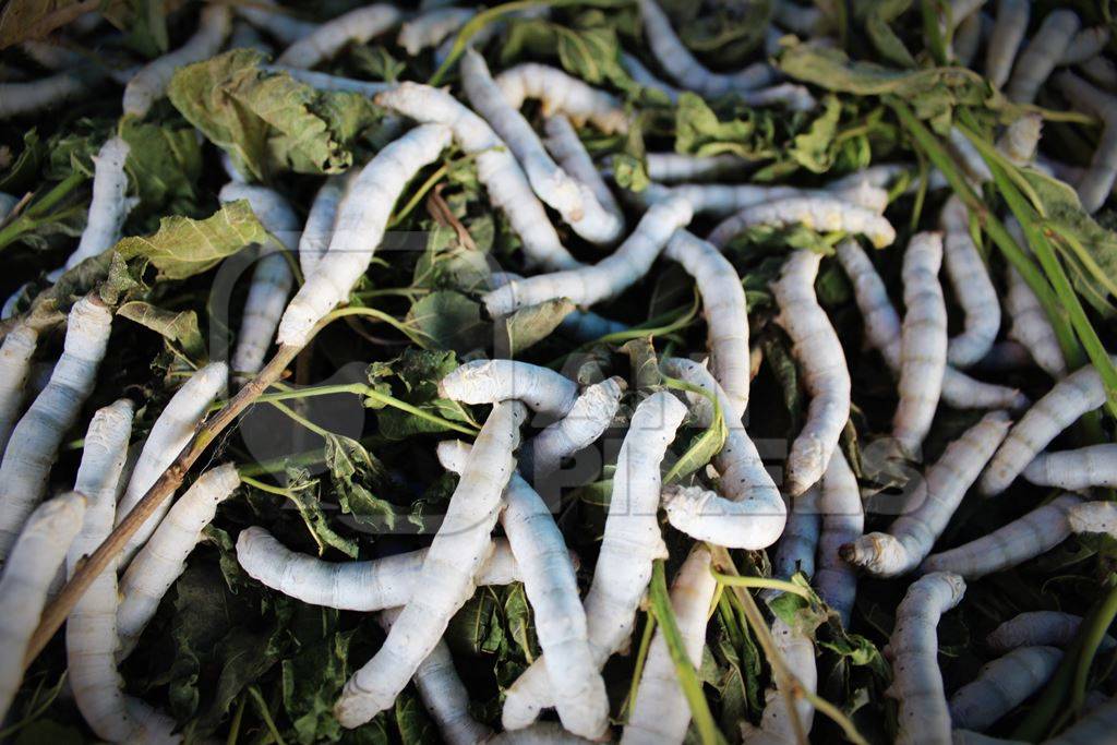 Close up of silkworms eating mulberry leaves