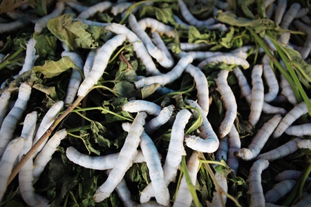 Close up of silkworms eating mulberry leaves