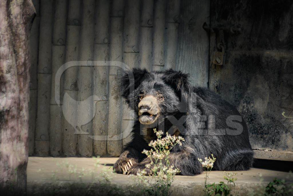 Indian sloth bear in captivity at Kolkata zoo, Kolkata, India, 2022