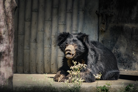 Indian sloth bear in captivity at Kolkata zoo, Kolkata, India, 2022