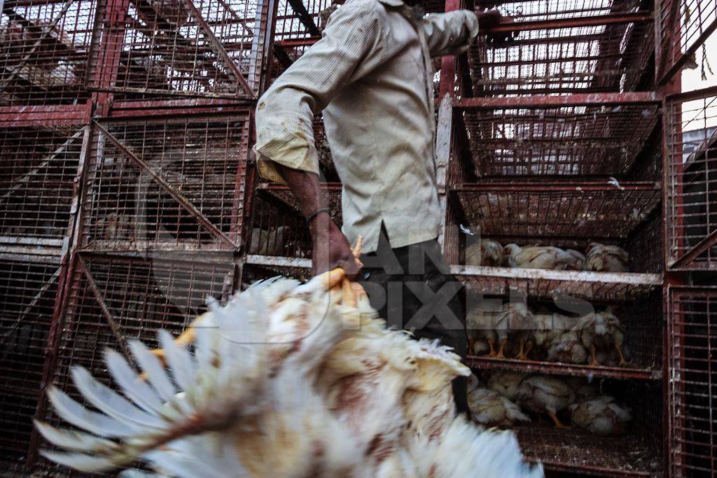 Broiler chickens raised for meat being unloaded from transport trucks near Crawford meat market