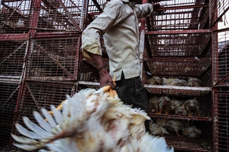 Broiler chickens raised for meat being unloaded from transport trucks near Crawford meat market