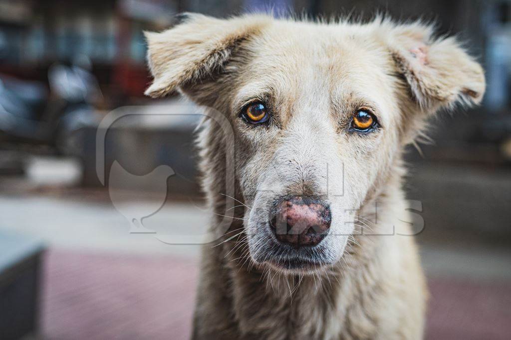 Sad stray Indian street dog or Indian pariah dog on the street in an urban city in Maharashtra, India, 2021