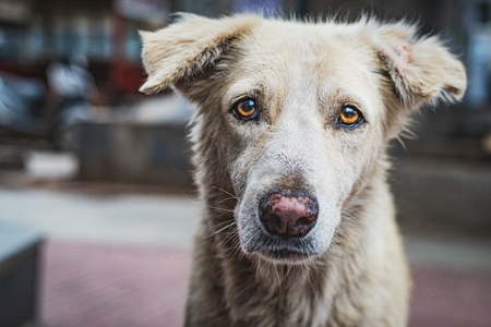 Sad stray Indian street dog or Indian pariah dog on the street in an urban city in Maharashtra, India, 2021