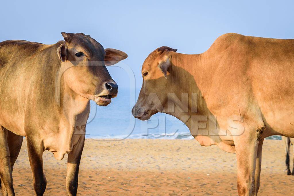 Street cows on beach in Goa in India with blue sky background and  sand