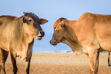 Street cows on beach in Goa in India with blue sky background and  sand