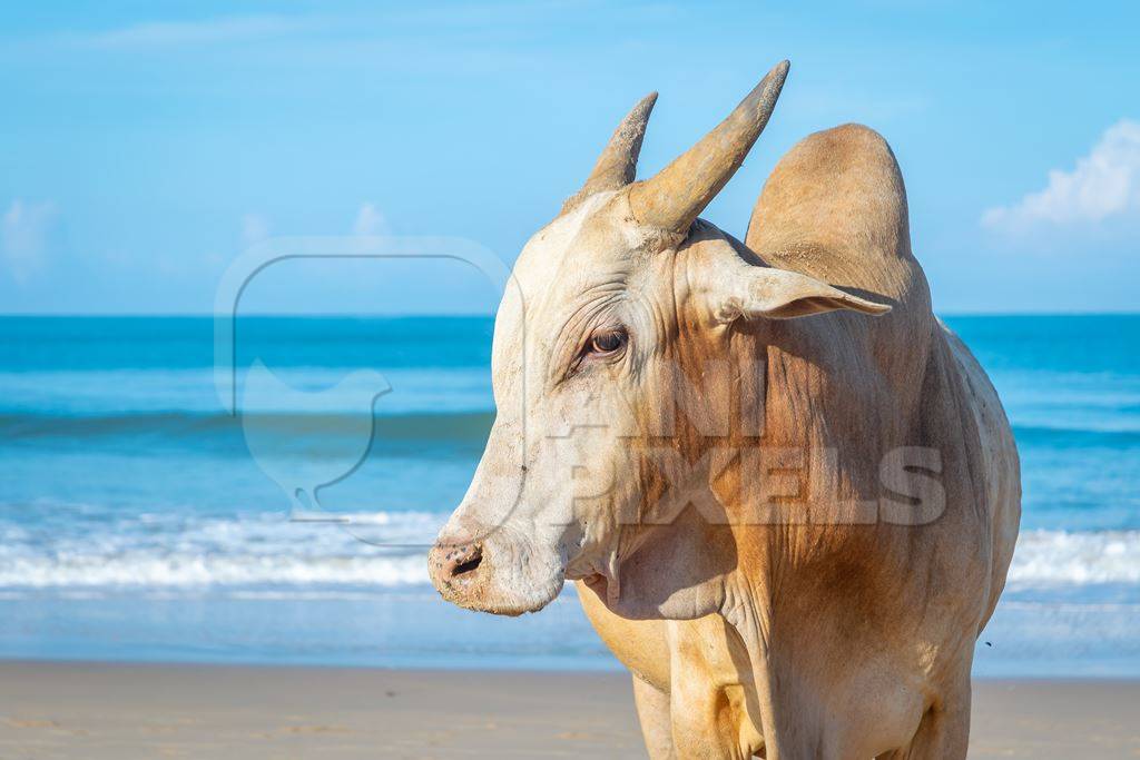 Cow on the beach in Goa, India