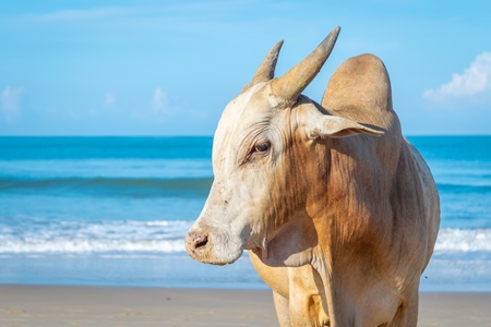 Cow on the beach in Goa, India