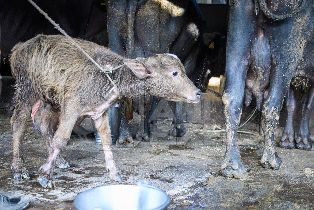 Farmed Indian buffalo calf trying to reach his mother, on an urban dairy farm or tabela, Aarey milk colony, Mumbai, India, 2023
