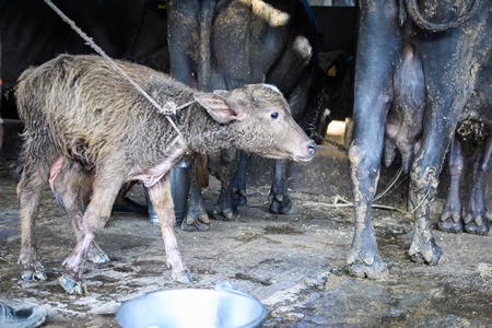 Farmed Indian buffalo calf trying to reach his mother, on an urban dairy farm or tabela, Aarey milk colony, Mumbai, India, 2023