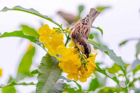 Indian sparrows on yellow flowers in the rural countryside of the Bishnoi villages in Rajasthan in India