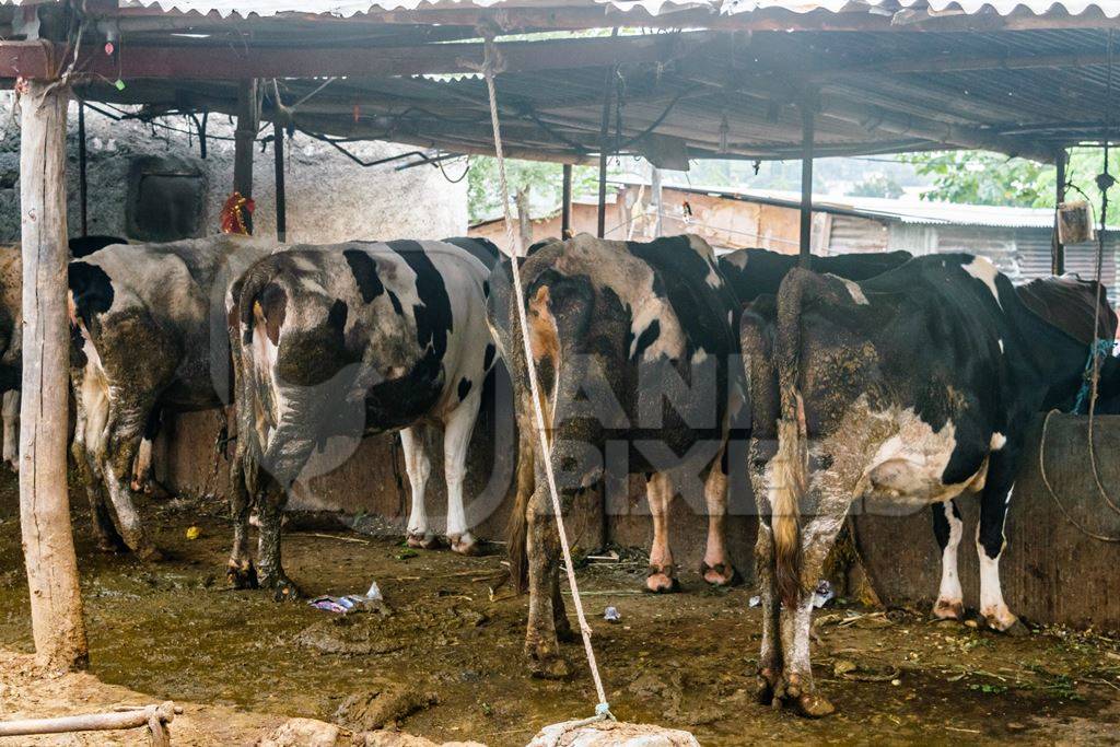 Dairy cows in a dirty stall in an urban dairy