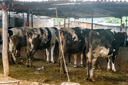 Dairy cows in a dirty stall in an urban dairy