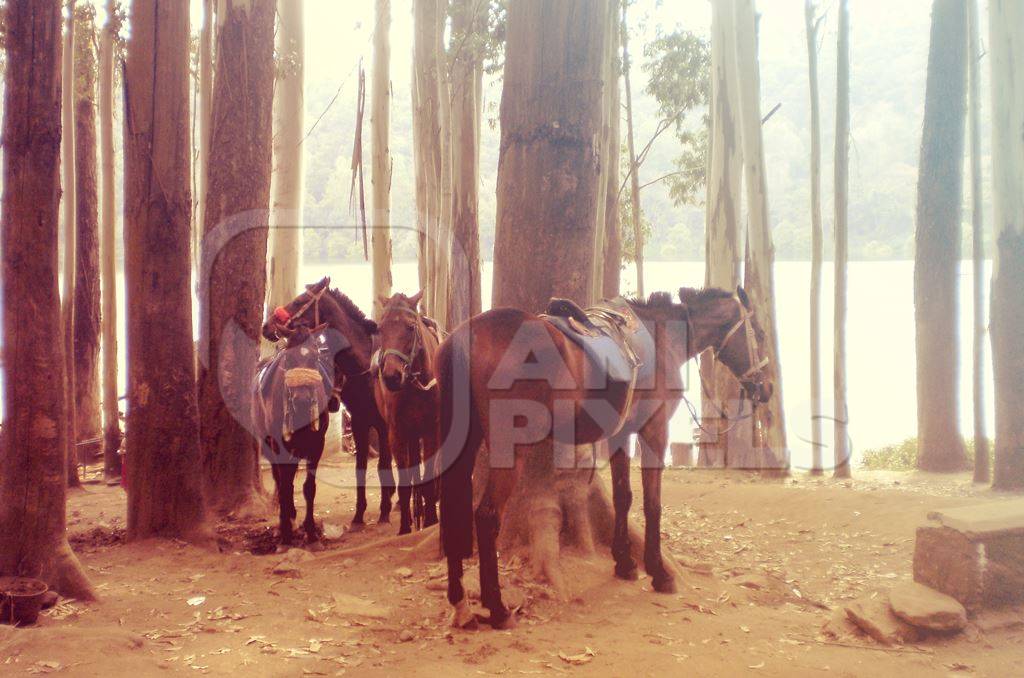 Brown saddled horses standing under trees