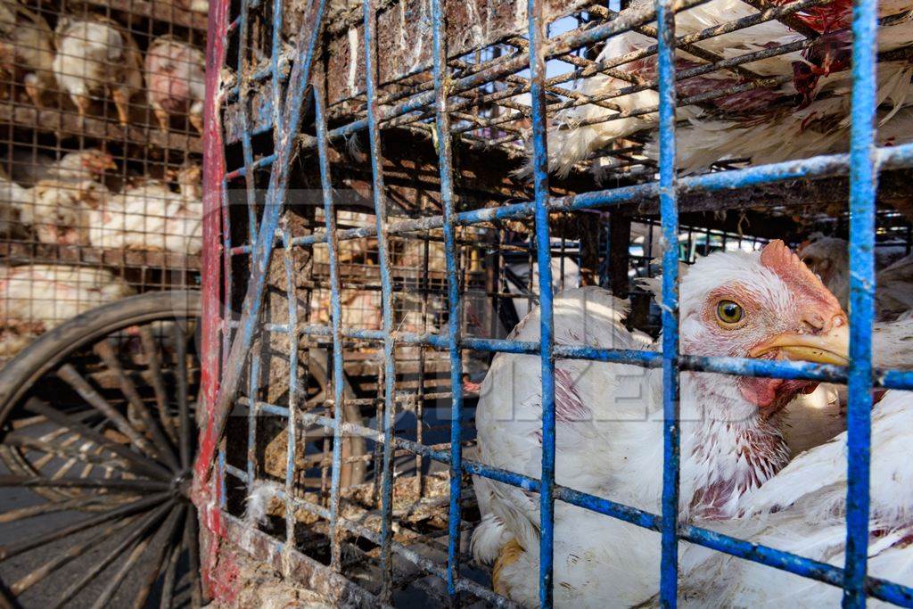 Indian broiler chicken looking out of a cage on a motorbike at Ghazipur murga mandi, Ghazipur, Delhi, India, 2022