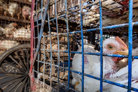 Indian broiler chicken looking out of a cage on a motorbike at Ghazipur murga mandi, Ghazipur, Delhi, India, 2022