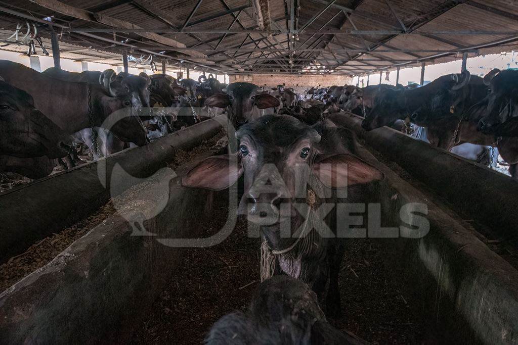 Buffalo calves kept in the central reservation away from mothers in a very dark and dirty buffalo shed at an urban dairy in a city in Maharashtra