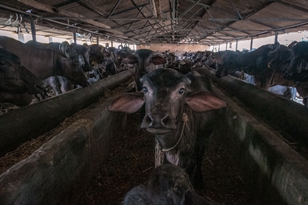 Buffalo calves kept in the central reservation away from mothers in a very dark and dirty buffalo shed at an urban dairy in a city in Maharashtra