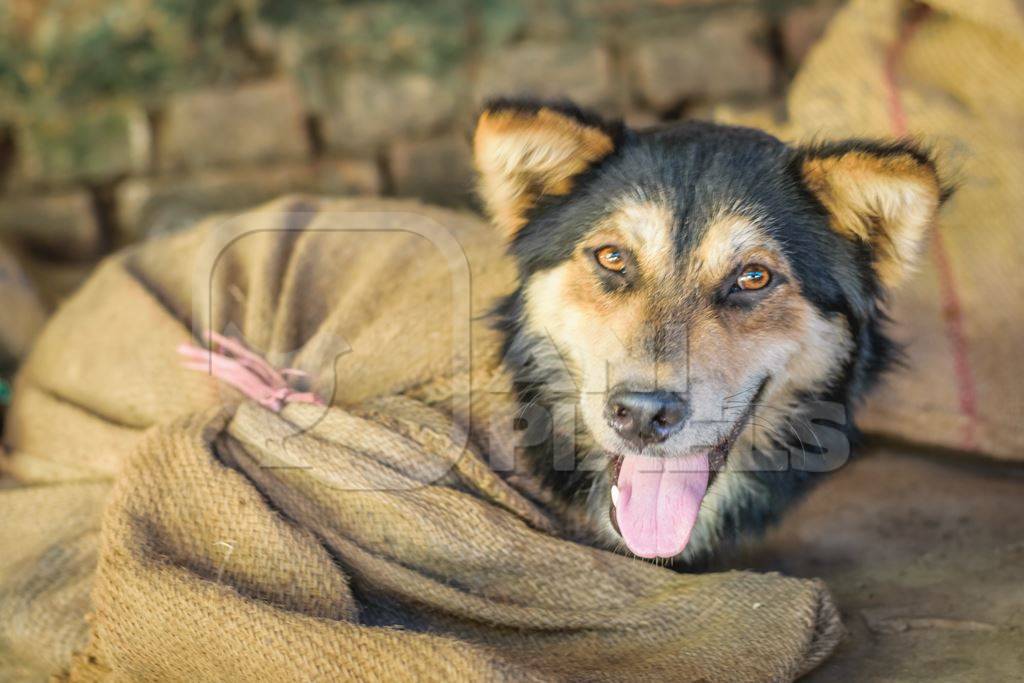 Dogs tied up in sacks on sale for meat at dog market