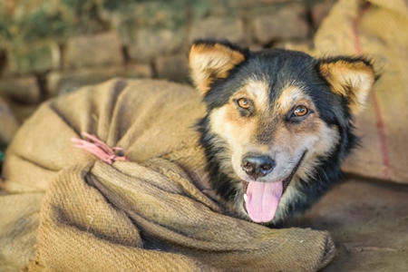 Dogs tied up in sacks on sale for meat at dog market