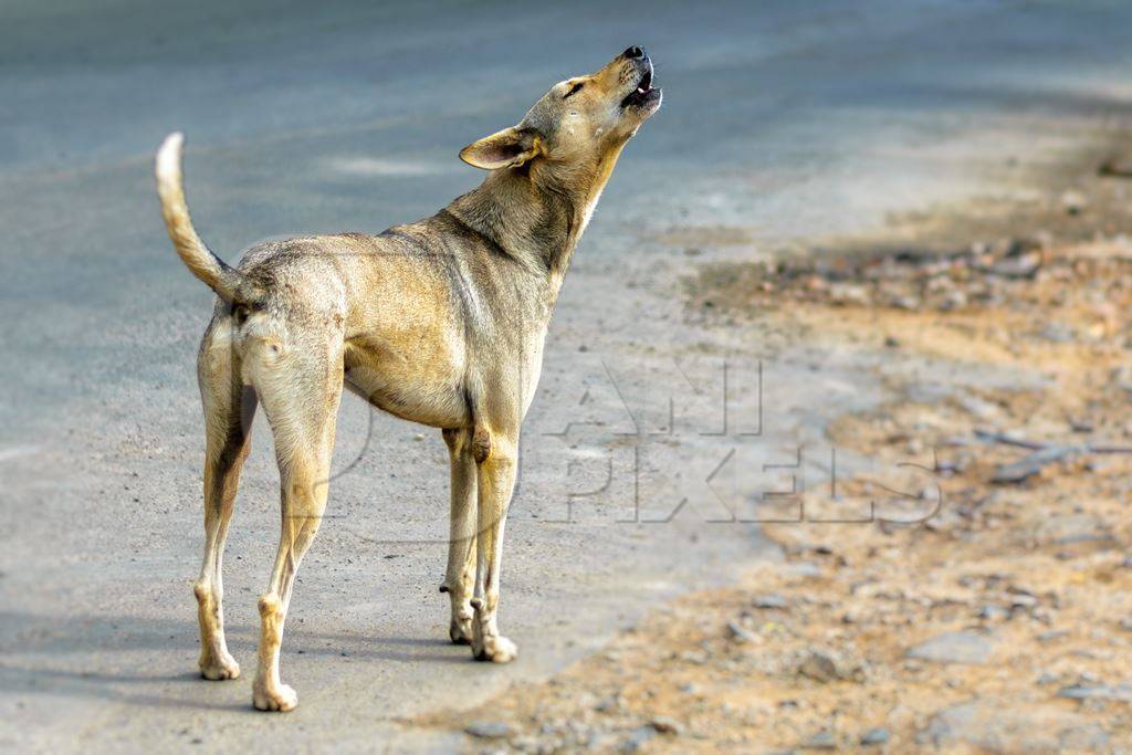 Stray street dog on road barking or howling in urban city