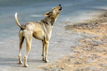 Stray street dog on road barking or howling in urban city