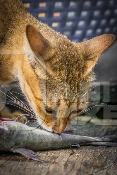 Street cat at Kochi fishing harbour in Kerala with fish in mouth