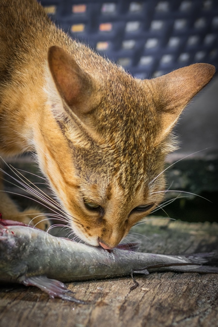 Street cat at Kochi fishing harbour in Kerala with fish in mouth