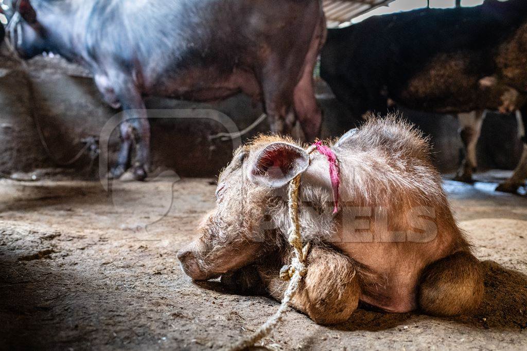 Indian dairy buffalo calf tied up on an urban tabela, Pune, Maharashtra, India, 2024