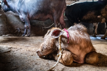 Indian dairy buffalo calf tied up on an urban tabela, Pune, Maharashtra, India, 2024