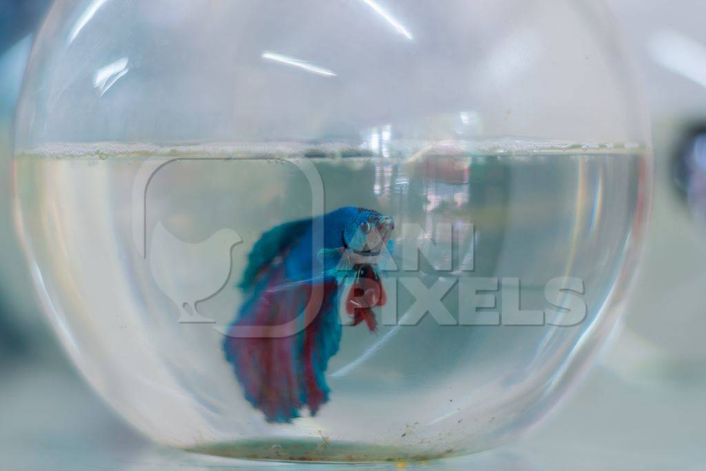 Blue siamese fighting fish or betta fish captive in a fish bowl on sale as pets at a pet shop in a city in Maharashtra, 2020